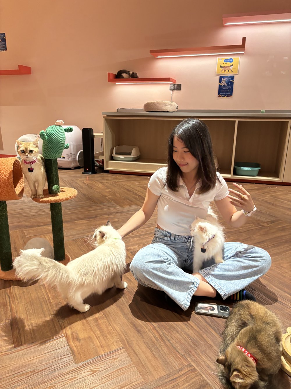 Just Cats @ Just Farm