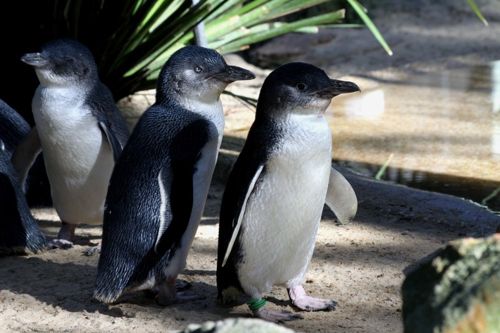 Featherdale Wildlife Park Sydney