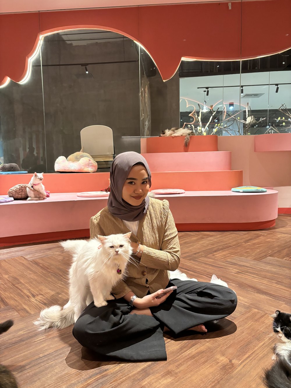 Just Cats by Just Pets