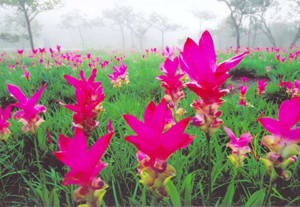 เครดิตภาพ: ทุ่งดอกกระเจียว บนเว็บไซต์ สำนักงานอุทยานแห่งชาติ