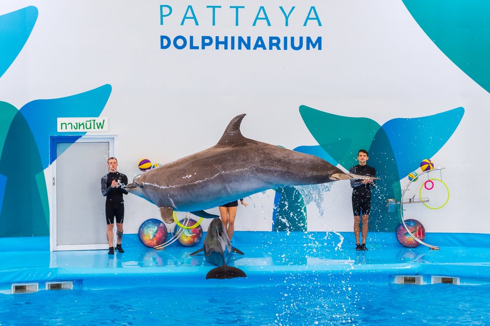 เครดิตภาพ: Pattaya Dolphinarium บนเว็บไซต์ ททท