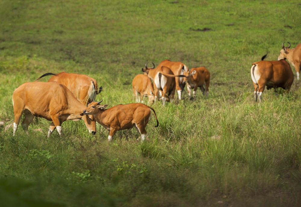 เครดิตภาพ: เขตรักษาพันธุ์สัตว์ป่าห้วยขาแข้ง บนเว็บไซต์ thai.tourismthailand.org