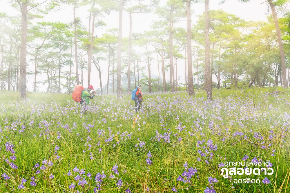 เครดิตภาพ: อุทยานแห่งชาติภูสอยดาว - อนุสาร อ.ส.ท. บน Facebook