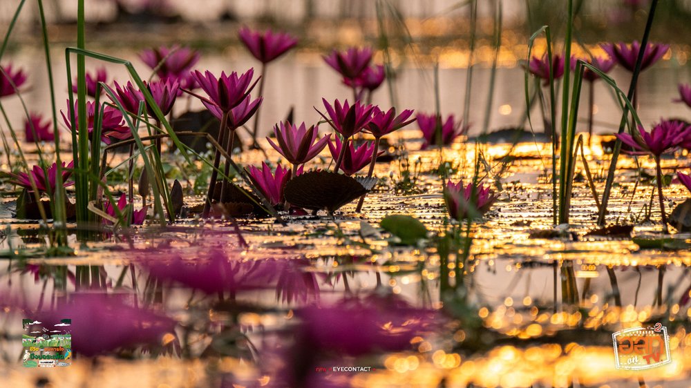 เครดิตภาพ: บึงบอระเพ็ด - อนุสาร อ.ส.ท. บน Facebook