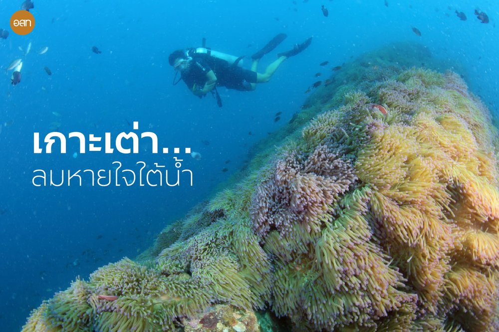 เครดิตภาพ: เกาะเต่า - อนุสาร อ.ส.ท. บน Facebook