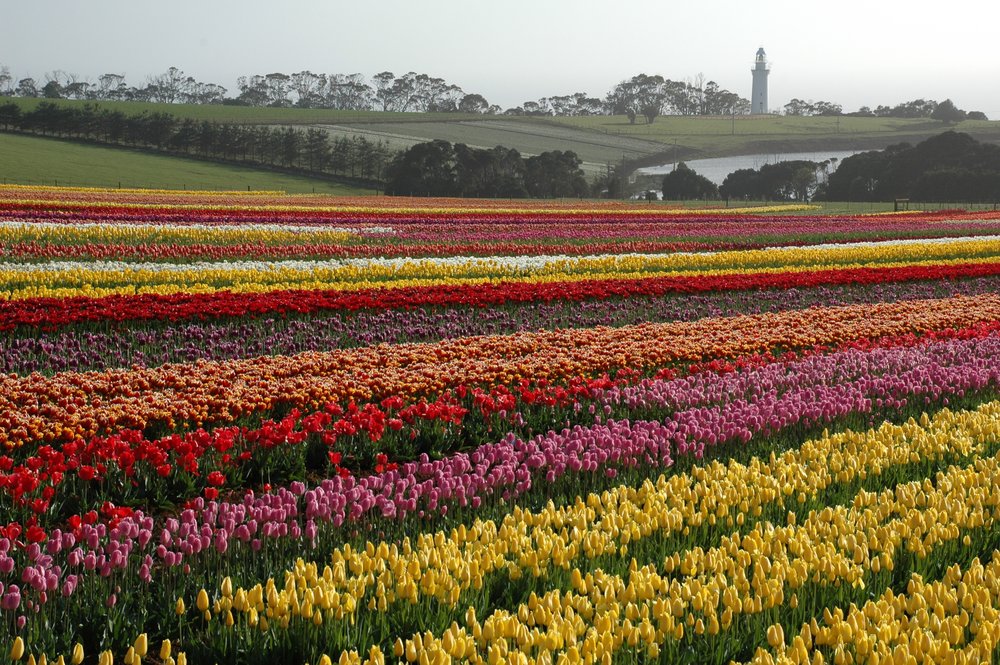 Table Cape Tulip Farm