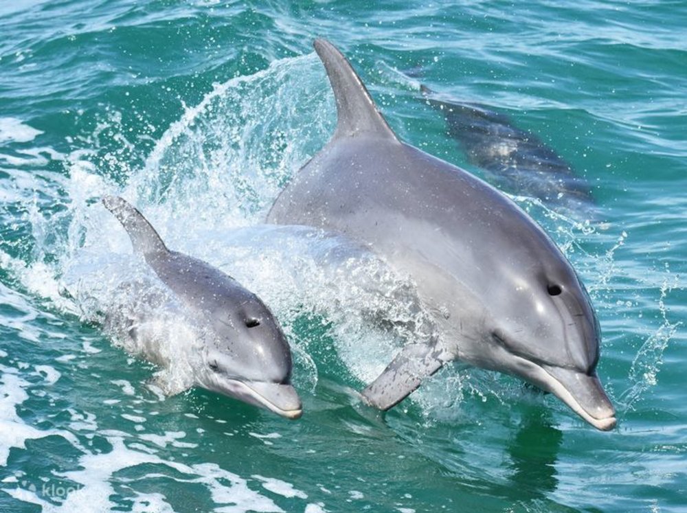Things to in Western Australia - Mandurah Dolphin Scenic Cruise