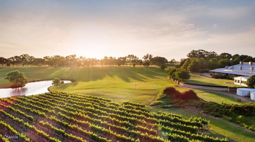 Things to do in Western Australia - Swan Valley Vineyard