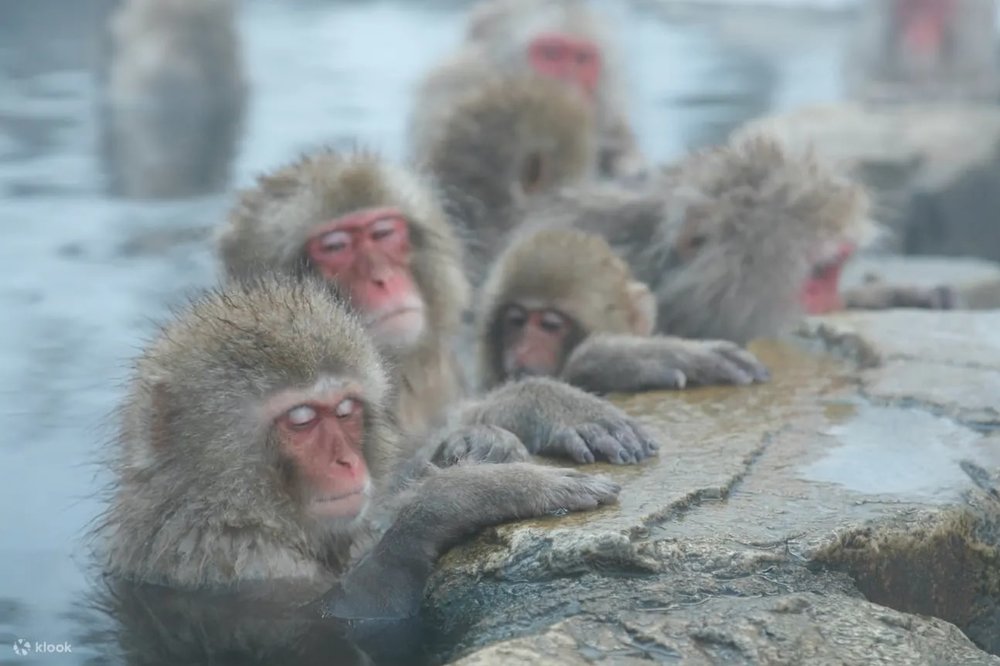 長野景點|地獄谷野猿公苑