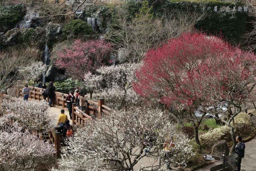熱海景點, 熱海梅園