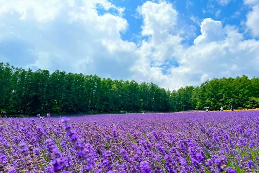 新富良野王子大飯店周邊景點｜富田農場