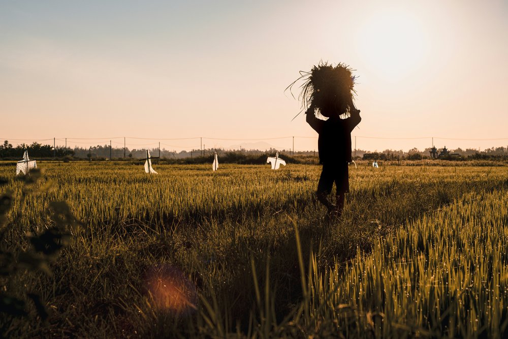 Paddy field in Hoi An Vietnam