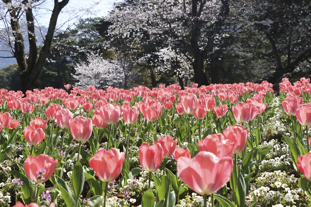 別府景點, 別府公園