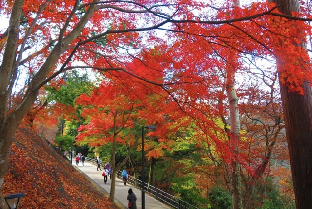 【高尾山攻略】高尾山一日遊交通、景點、美食懶人包