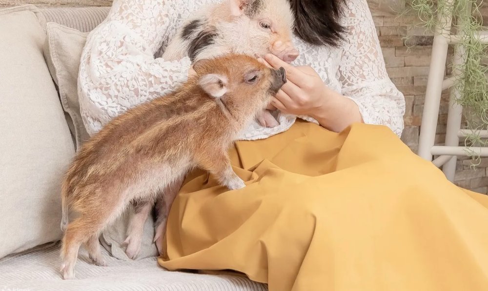 池袋景點:迷你豬咖啡館(Micro Pig Cafe)體驗