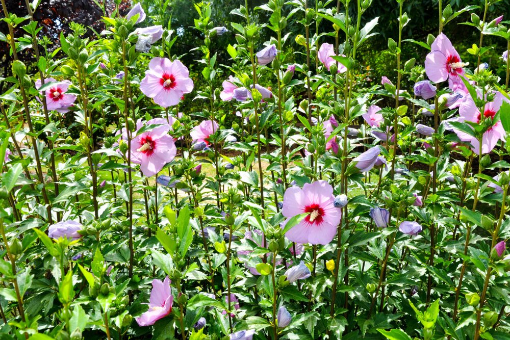 Ngắm Hoa Hồng Sharon Và Đỗ Quyên Tại Rose Of Sharon Garden