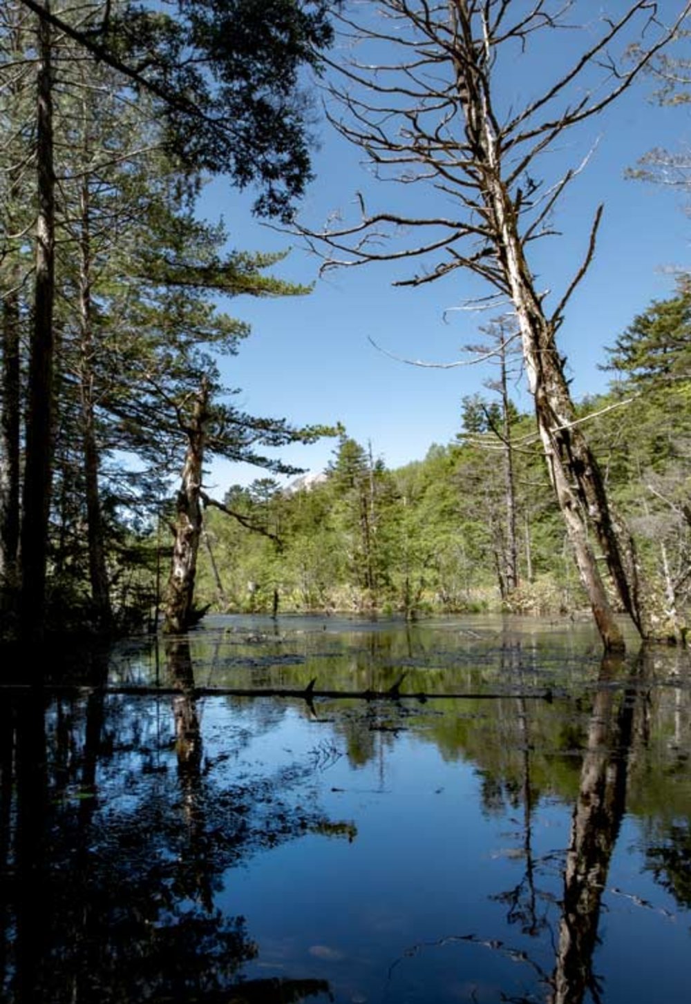 上高地一日遊, 上高地景點, 岳澤濕原