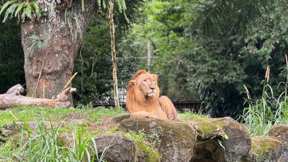 Mandai Wildlife Resort
