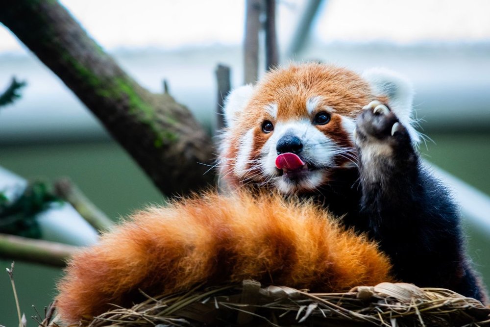 Giờ Mở Cửa Night Safari Singapore