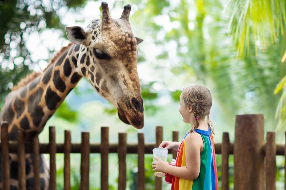Night Safari Singapore Có Gì Chơi?