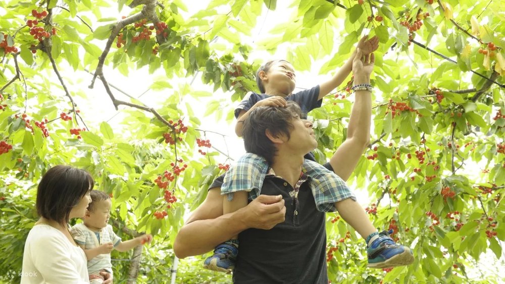 furano cherry picking tour