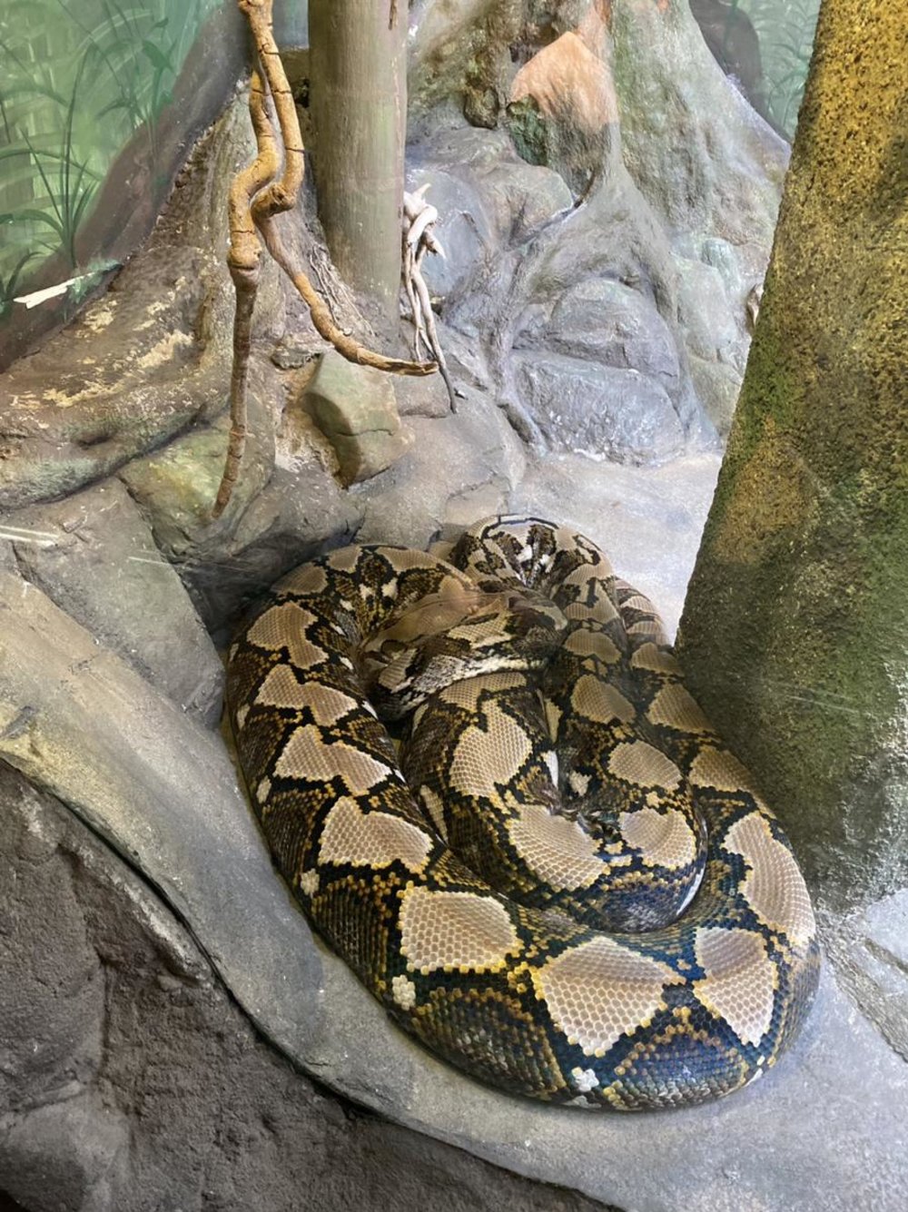 シドニー タロンガ動物園 エクスペリエンスアーク(ARC)