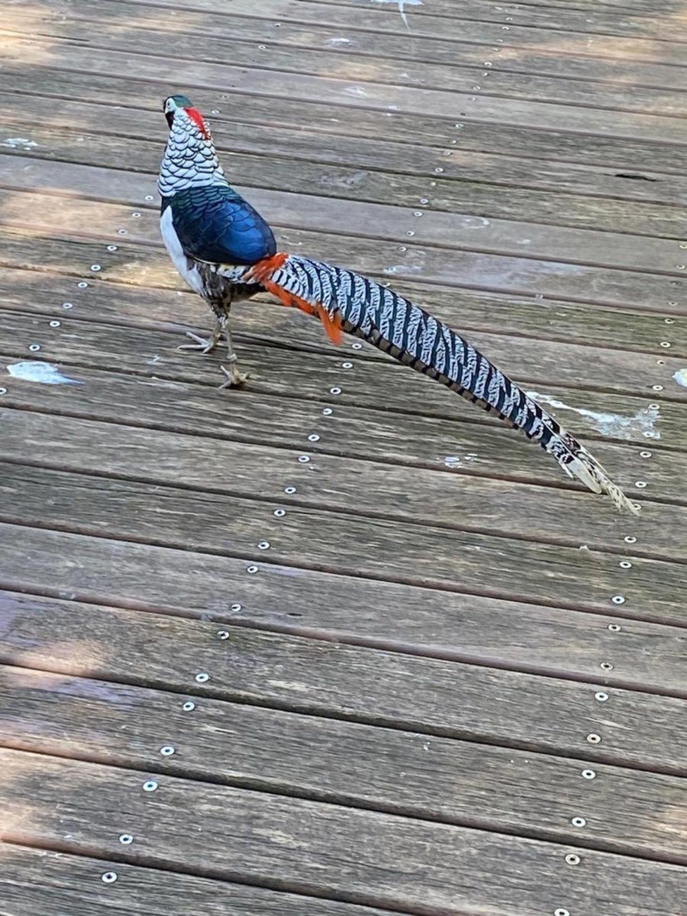 シドニー タロンガ動物園 園内マップ
