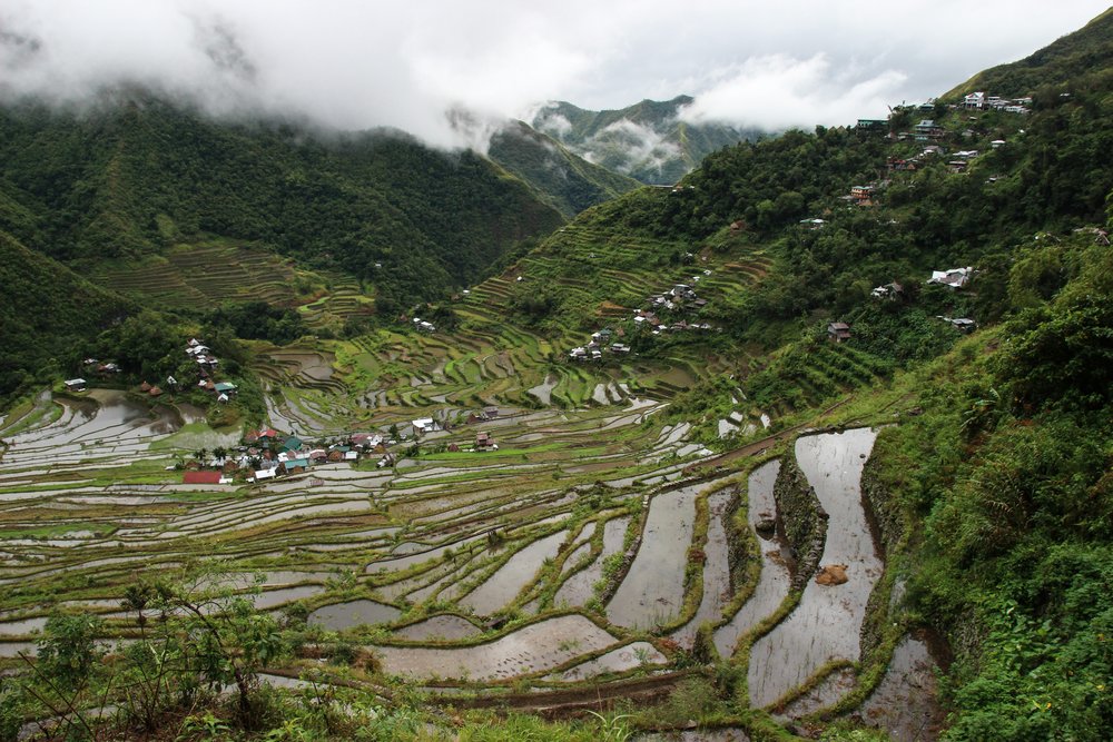 Rice terraces
