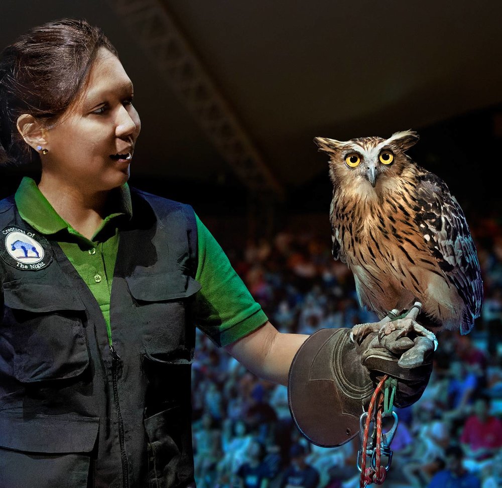 night safari creatures of the night