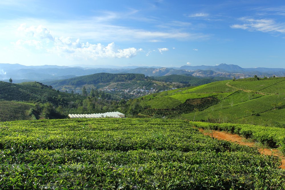 Bí Kíp Chinh Phục Cung Đường Đến Đồi Chè Cầu Đất