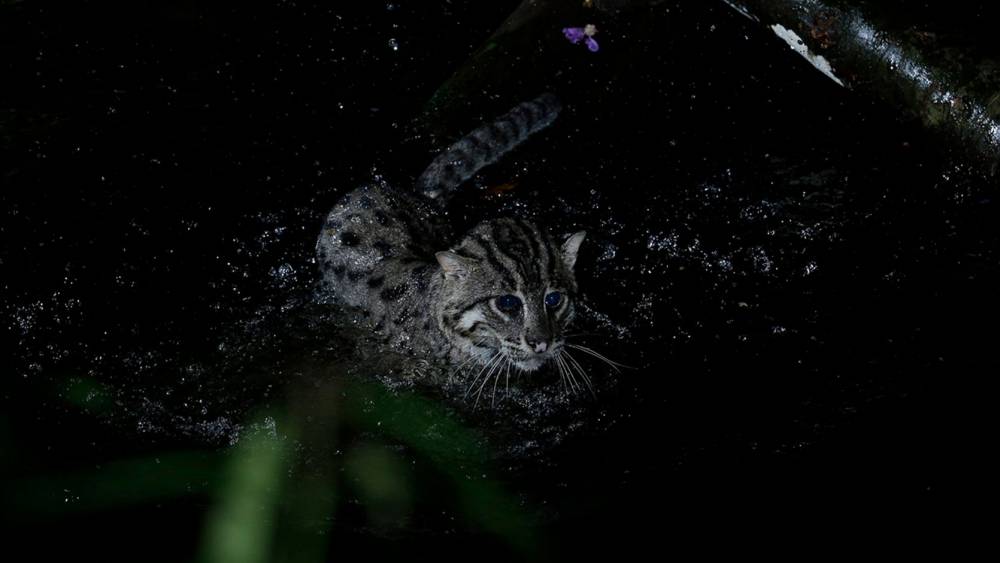 fishing cat trail