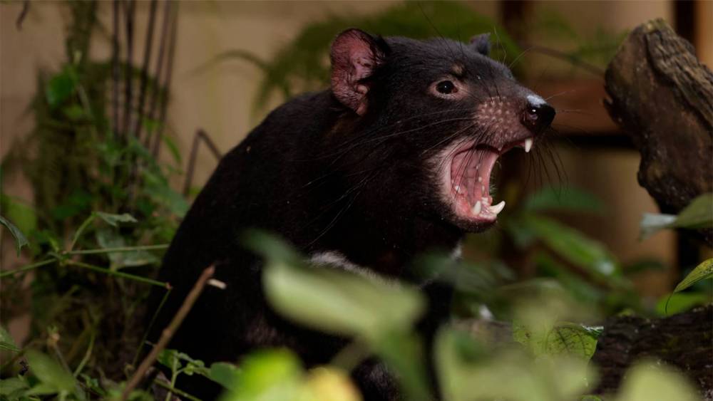 tasmanian devil trail