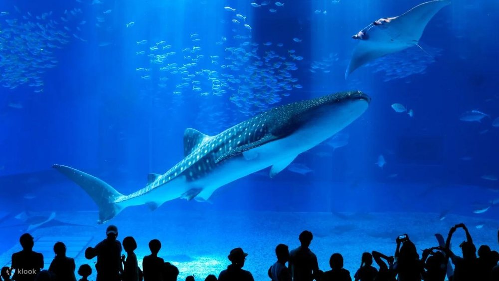 Explore the Okinawa Churaumi Aquarium