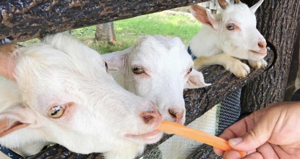 別府地獄溫泉, 山地獄