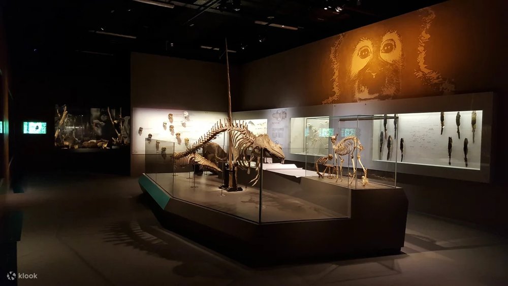 Bảo Tàng Lịch Sử Tự Nhiên Lee Kong Chian Ở Đại Học Quốc Gia Singapore