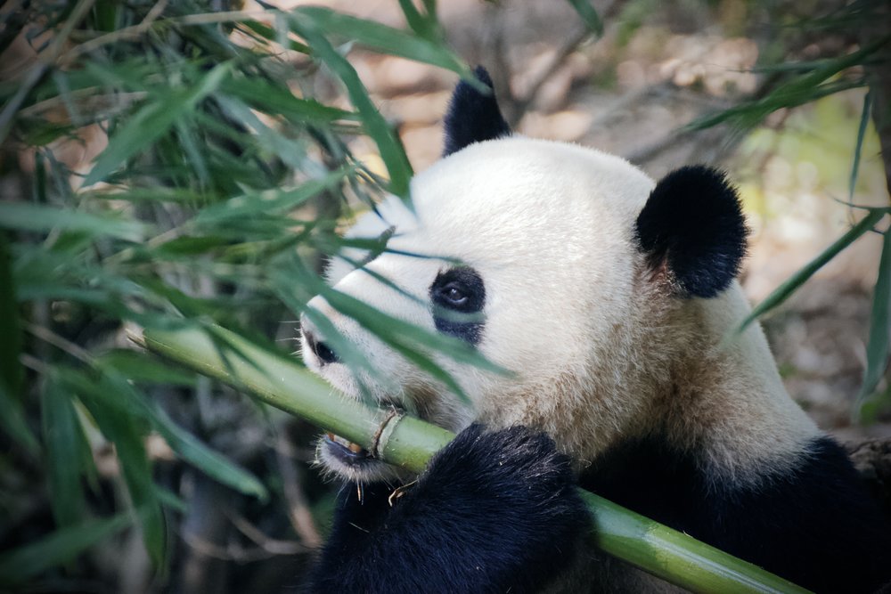 TAIWAN PANDA