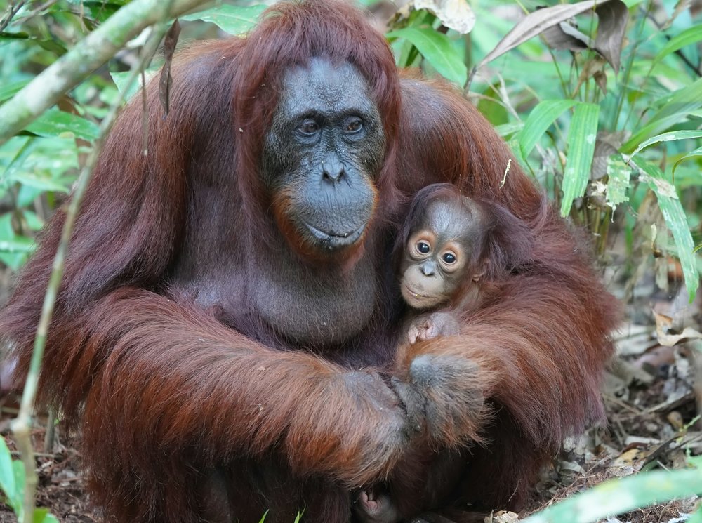 ORANGUTAN INDONESIA