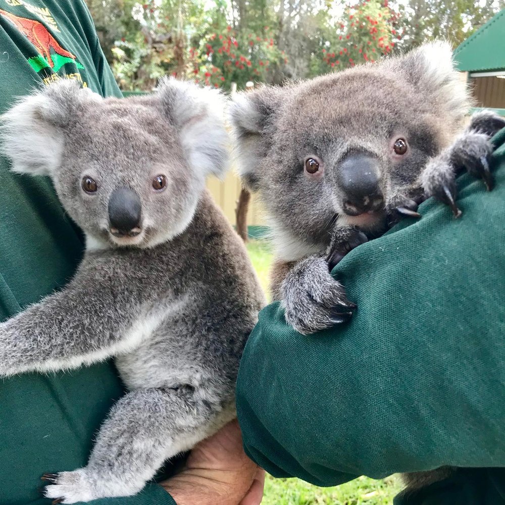 perth road trip itinerary Caversham Wildlife Park on Facebook