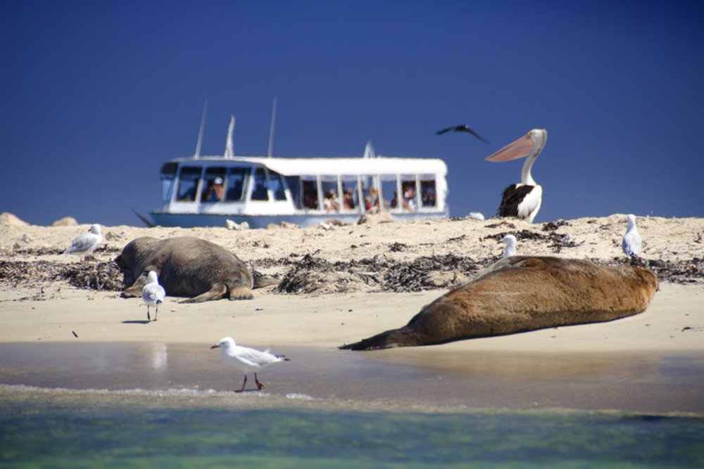perth road trip itinerary penguin island