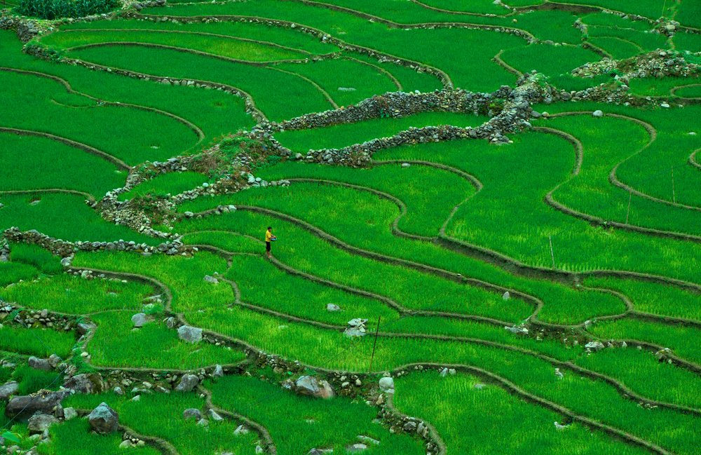 Rice terrace in Sa Pa, Vietnam