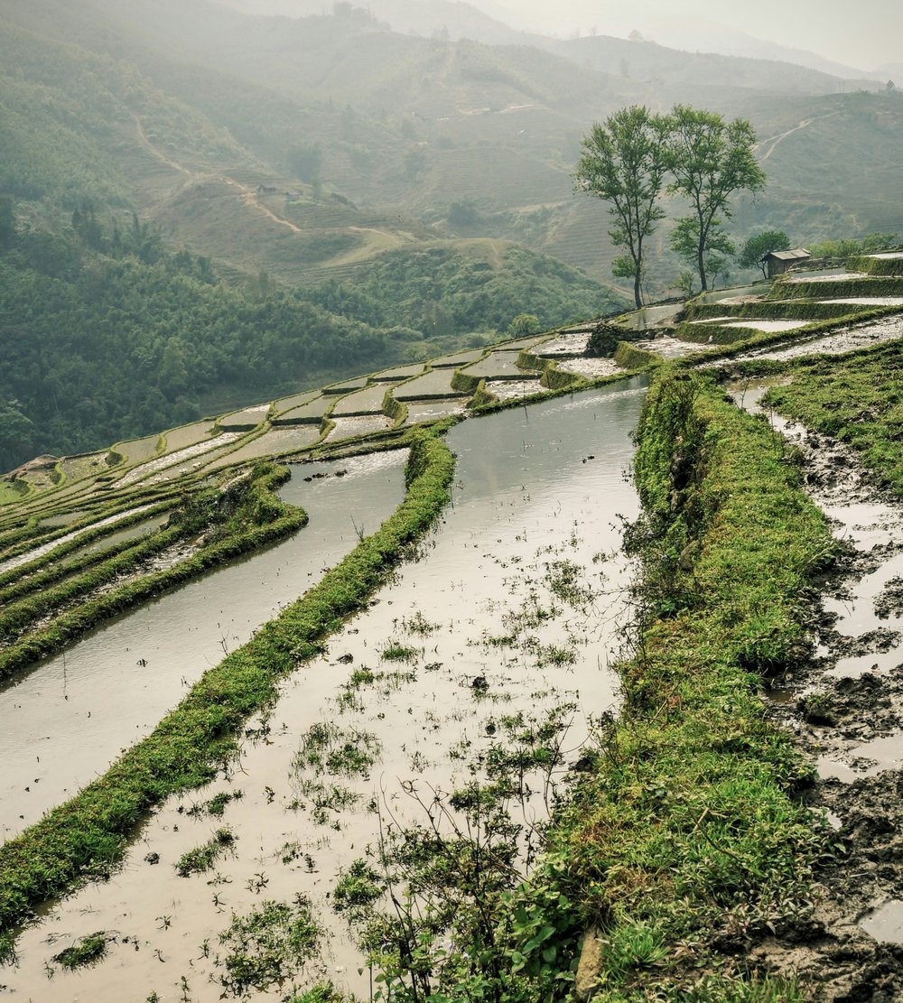 Watering season in Sapa, Vietnam
