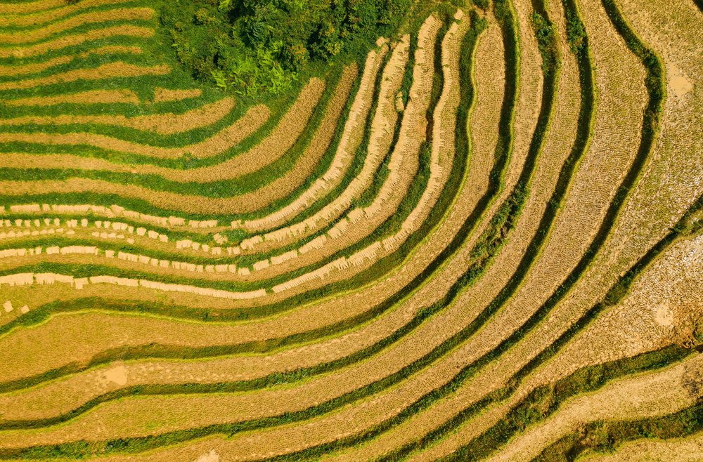Harvest season in Sa Pa, Vietnam