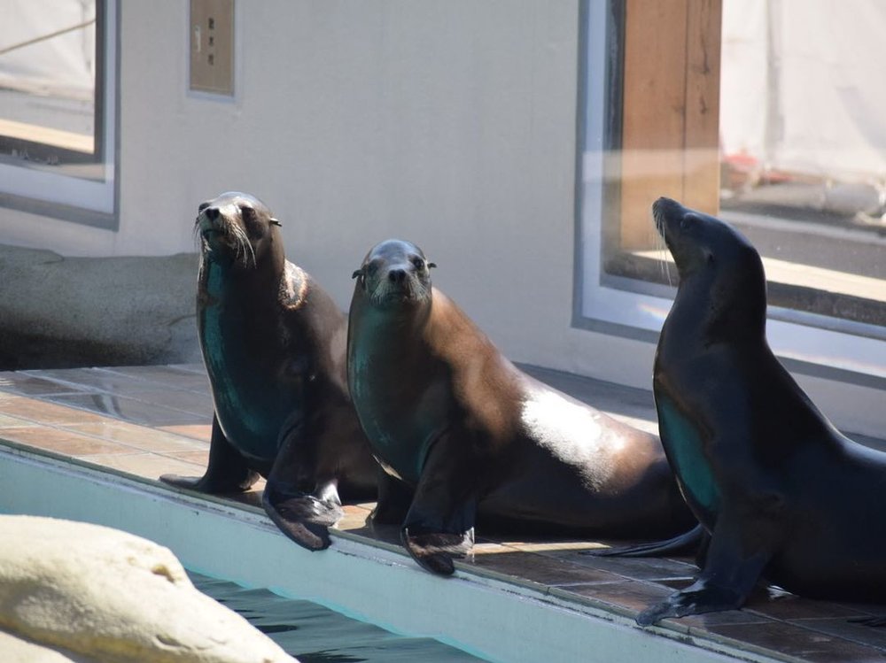 關西水族館,動物園