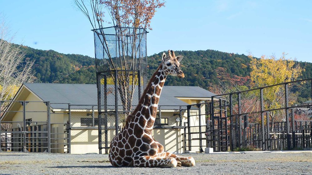 關西水族館,動物園