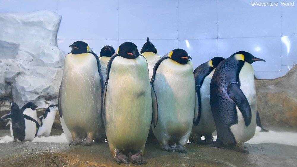 關西水族館,動物園
