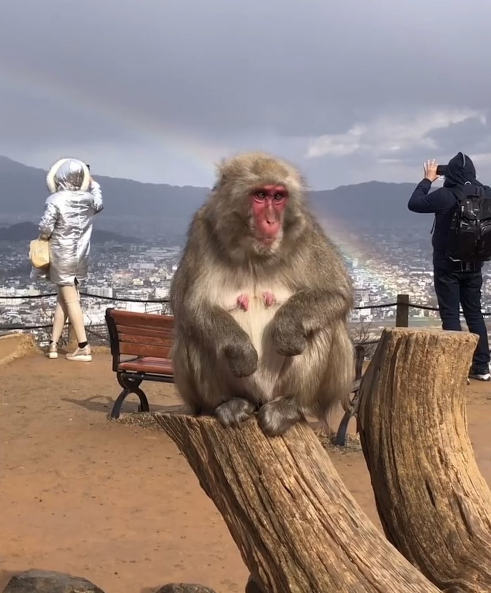 關西水族館,動物園,嵐山岩田山猴子公園