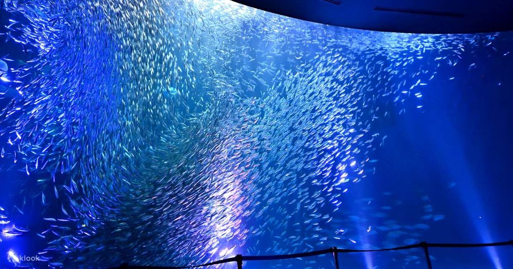 Khám Phá Thế Giới Đại Dương Diệu Kỳ Tại Sealife Nagoya