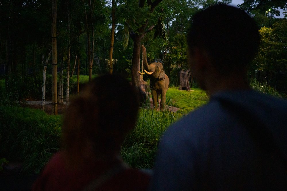 Mandai Wildlife Reserve Night Safari - New Asian Bull Elephant Lookout