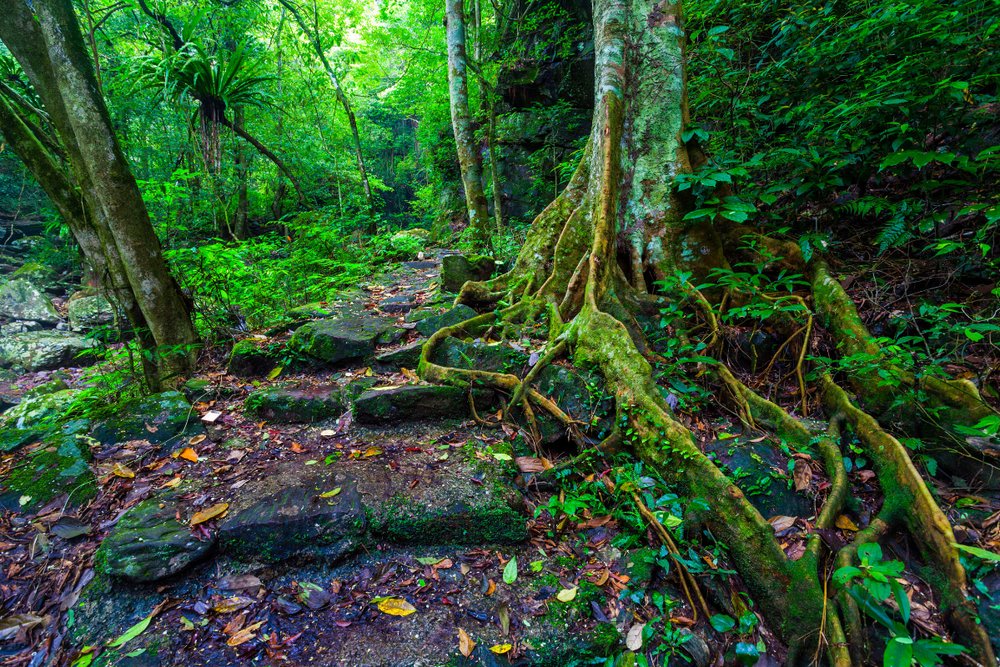 Công Viên Rừng Nguyên Sinh