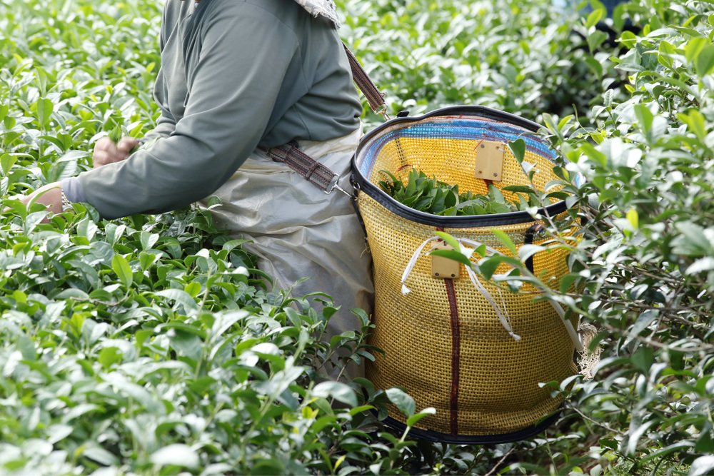 Đi Tây Song Bản Nạp Mùa Nào Đẹp Nhất?